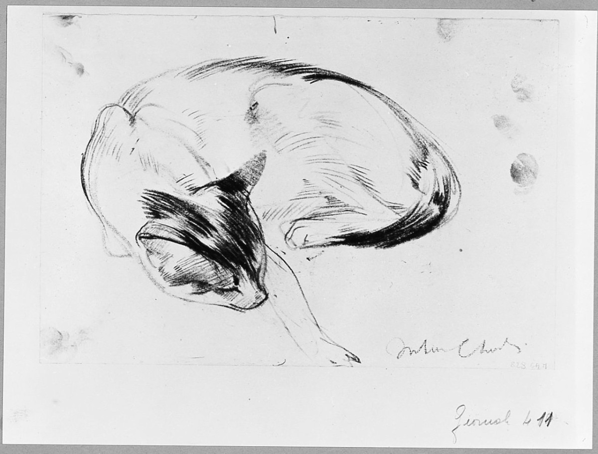 Gatto sdraiato, animali (disegno) di Checchi Arturo (sec. XX)