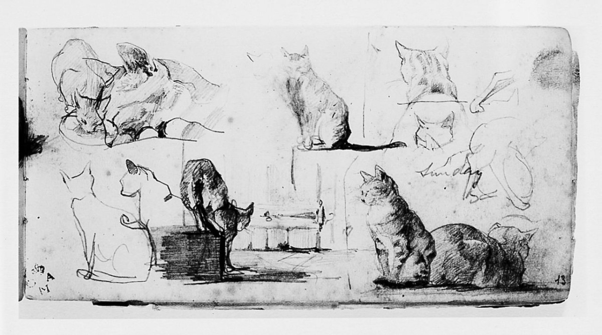 Gatti, animali (disegno) di Cecchi Adriano (sec. XX)