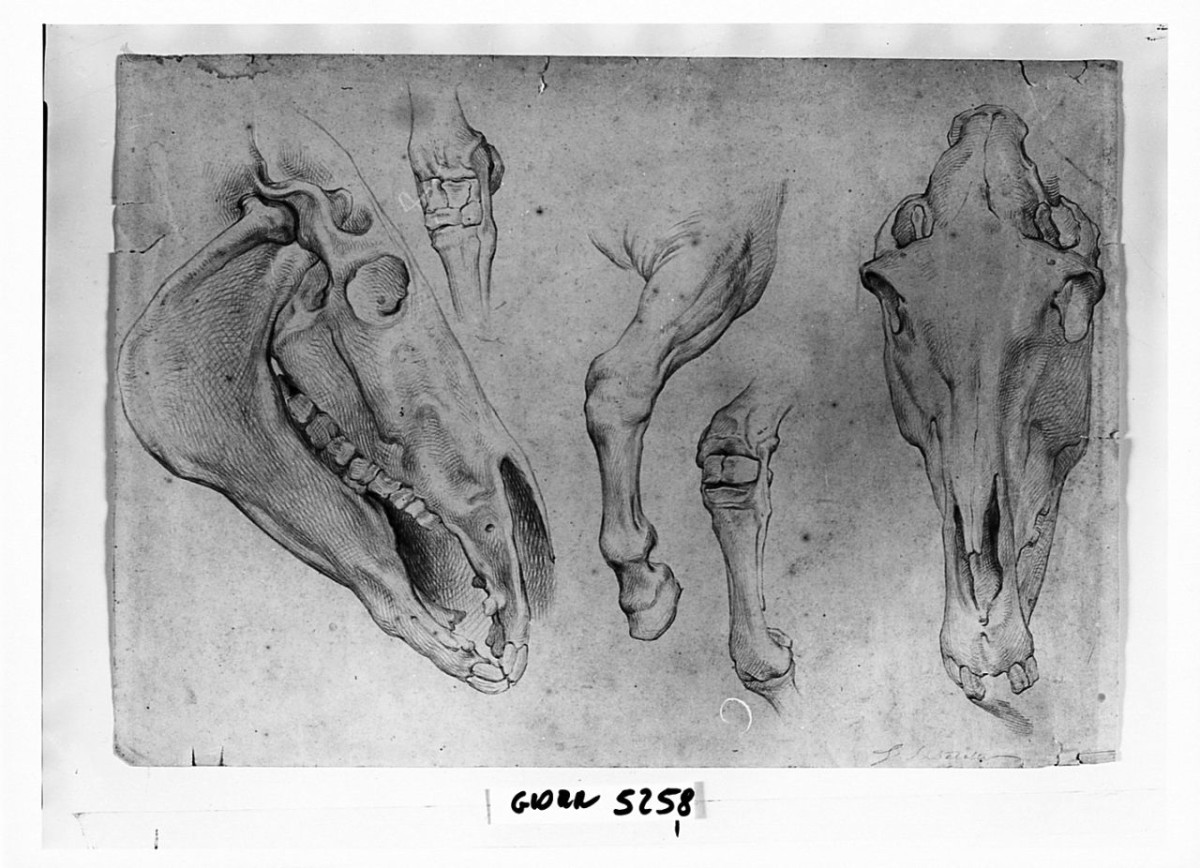 Studi anatomici di un cavallo, particolari anatomici (disegno) di Sabatelli Giuseppe (sec. XX)