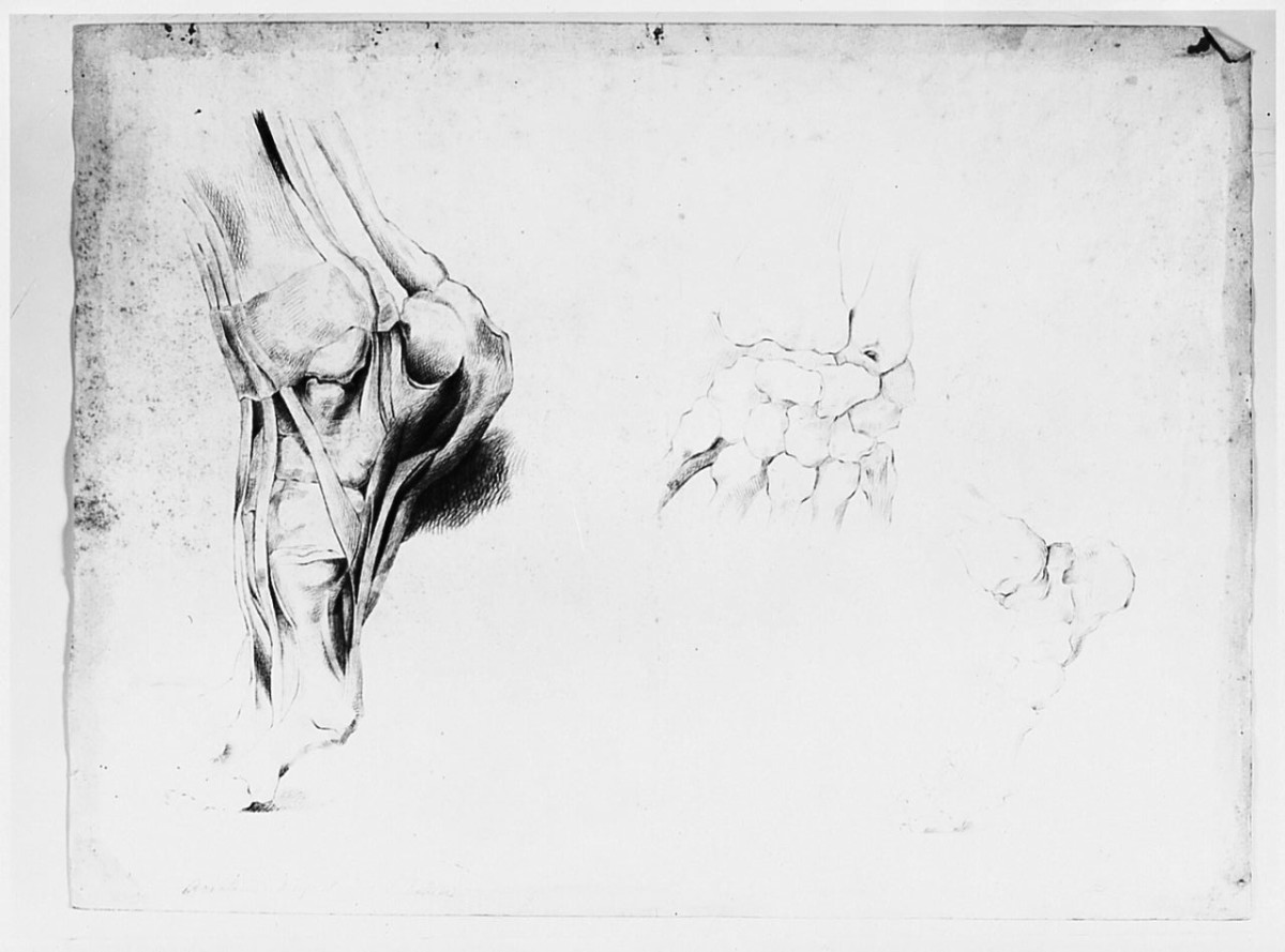 piede, particolari anatomici (disegno) di Sabatelli Giuseppe (sec. XIX)