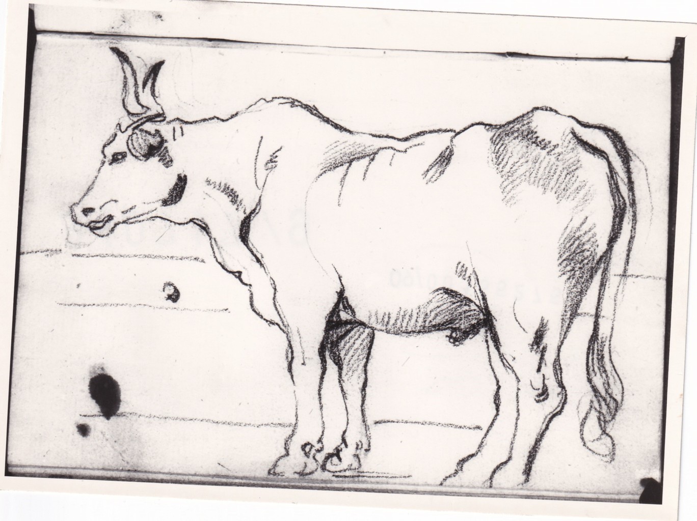 Un bove (disegno) di Bezzuoli Giuseppe (sec. XIX)