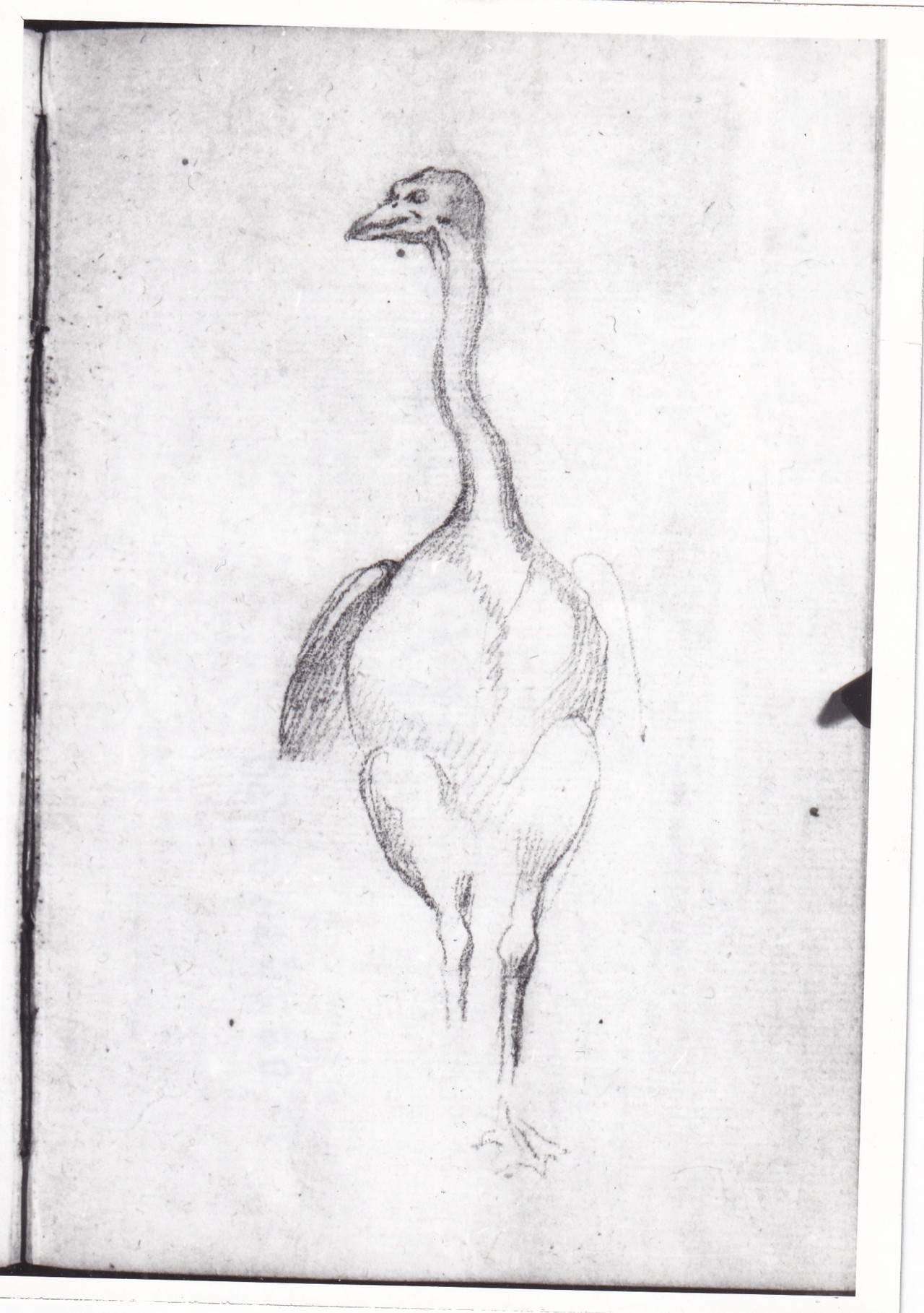 Un'oca, Paesaggio boscoso (disegno) di Bezzuoli Giuseppe (sec. XIX)