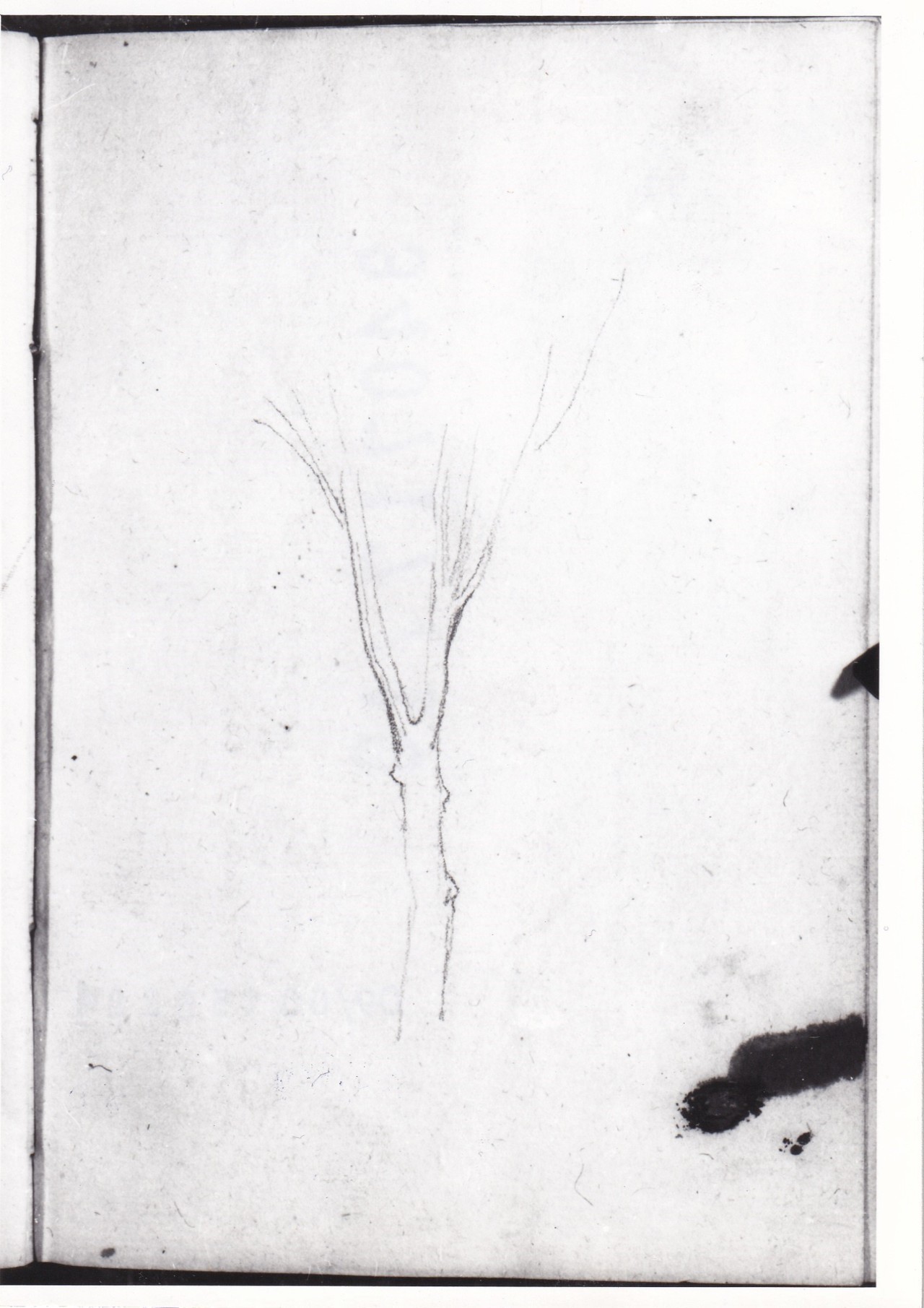 Schizzo raffigurante un albero spoglio, Iscrizione (disegno) di Bezzuoli Giuseppe (sec. XIX)