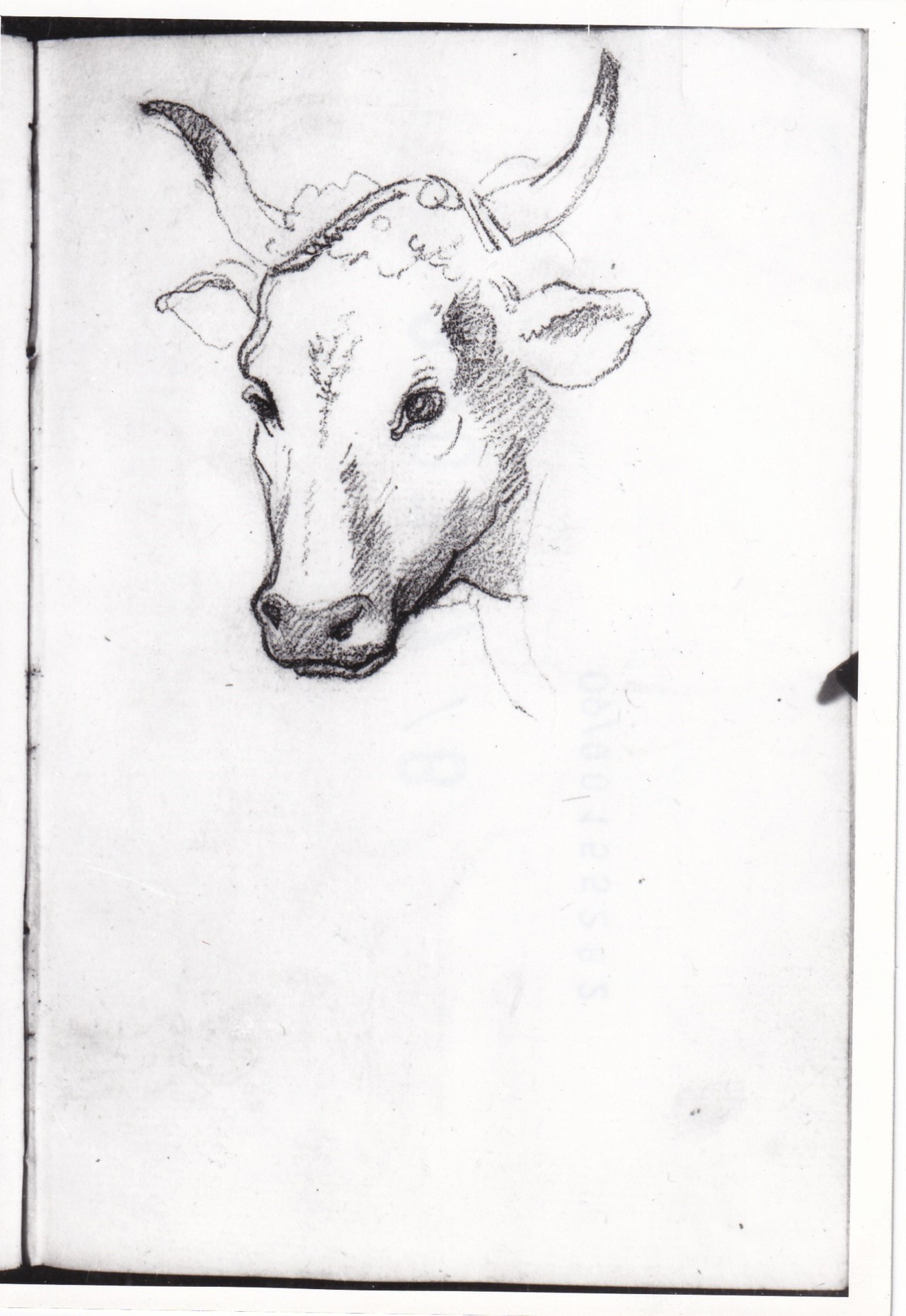 Testa di bove (disegno) di Bezzuoli Giuseppe (sec. XIX)