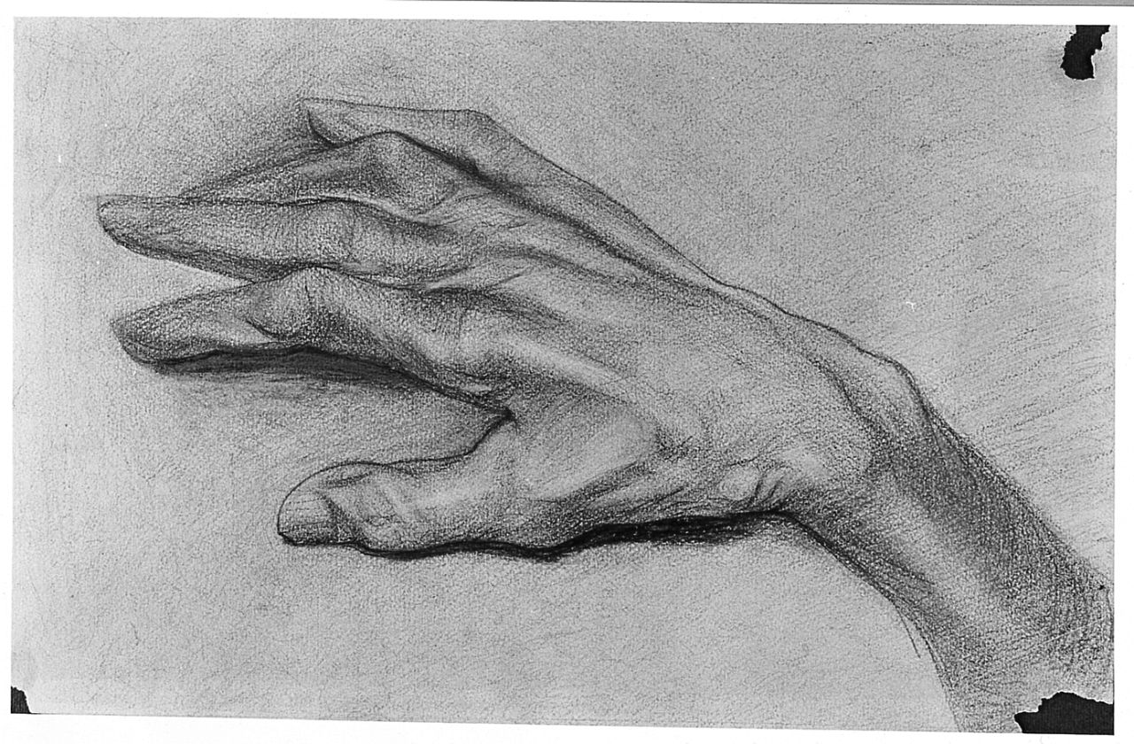 particolari anatomici (disegno) di Ancillotti Goretti Beatrice (sec. XX)