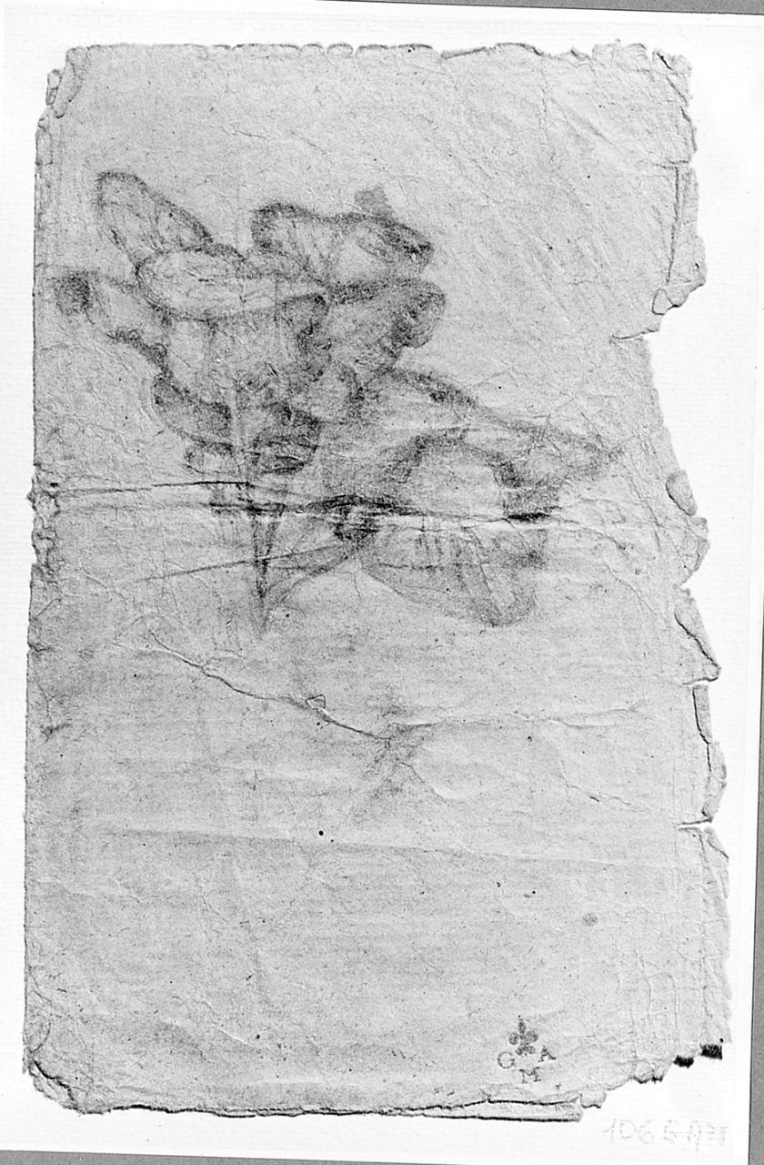 motivo decorativo fitomorfo (disegno) di Boncinelli Evaristo (sec. XX)