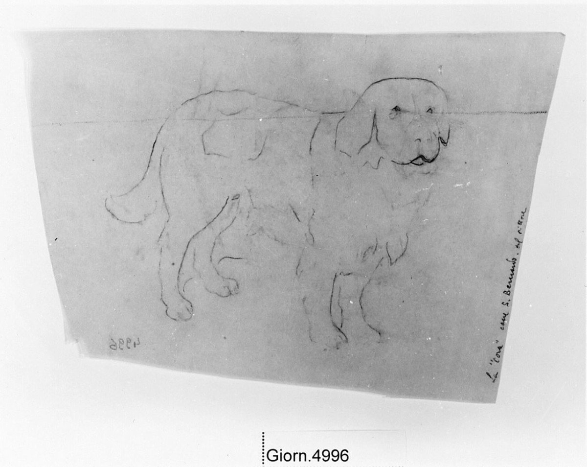 cane (disegno) di Saltini Pietro (terzo quarto sec. XIX)