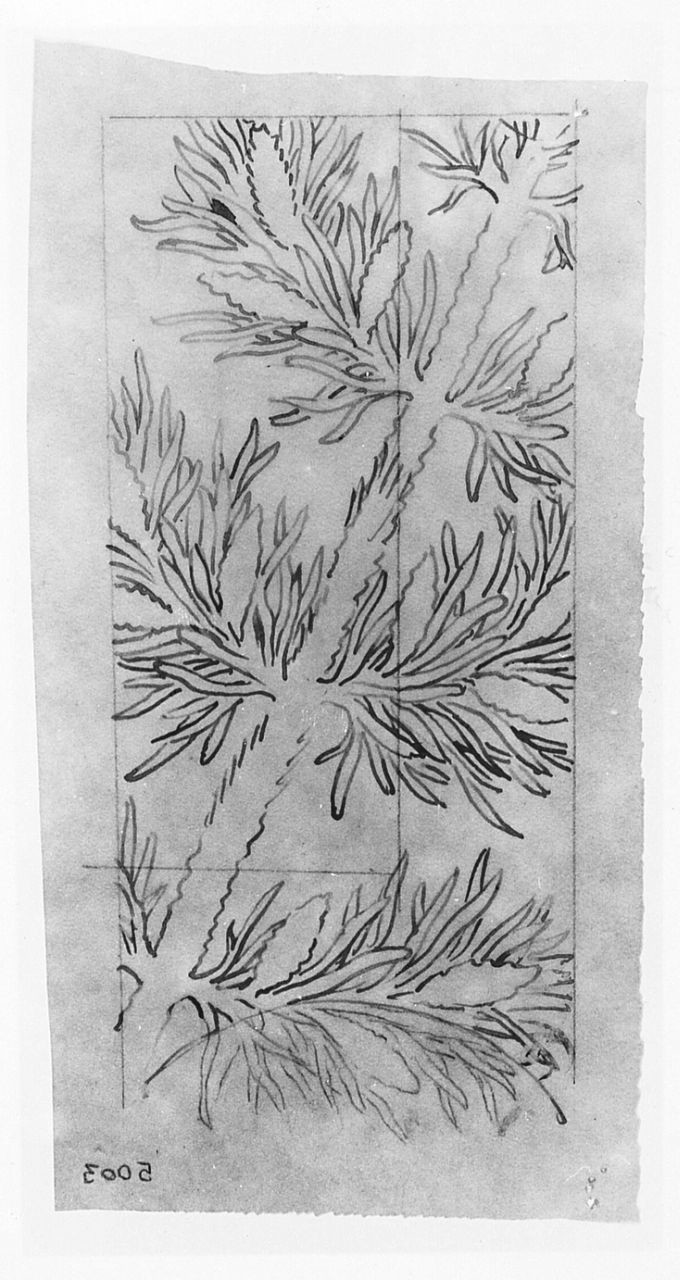 motivi decorativi vegetali (disegno) di Saltini Pietro (terzo quarto sec. XIX)