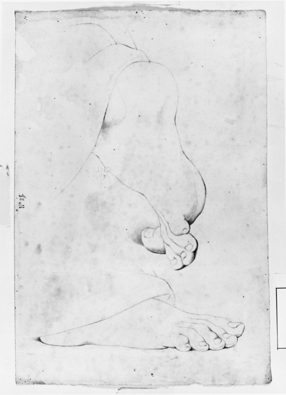 particolari anatomici (disegno) di Saltini Pietro (terzo quarto sec. XIX)