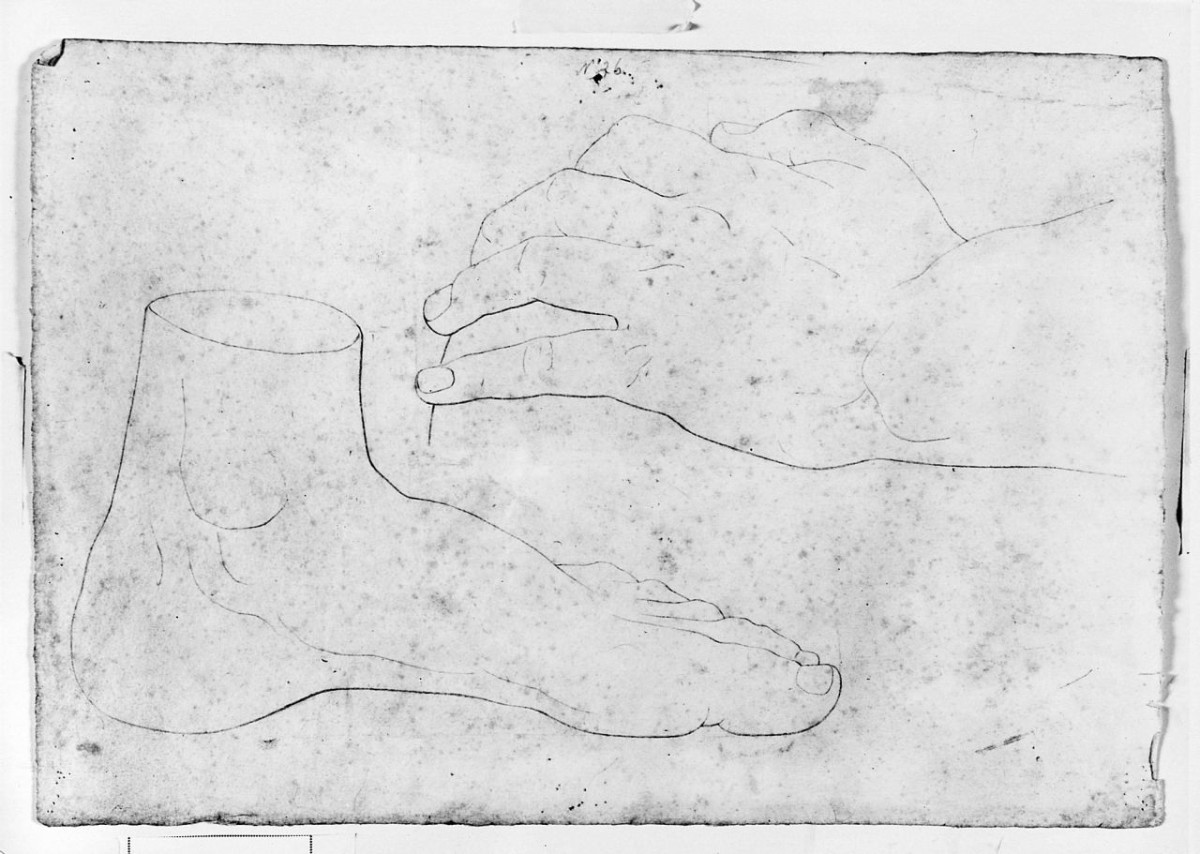 particolari anatomici (disegno) di Saltini Pietro (terzo quarto sec. XIX)