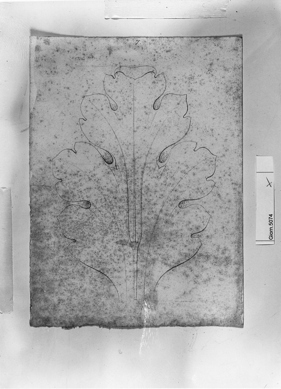 motivo decorativo fitomorfo (disegno) di Saltini Pietro (terzo quarto sec. XIX)