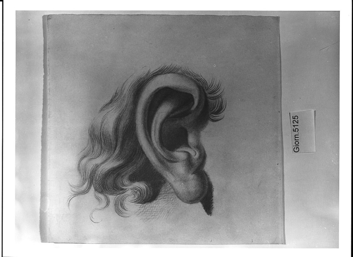 particolari anatomici (disegno) di Saltini Pietro (terzo quarto sec. XIX)