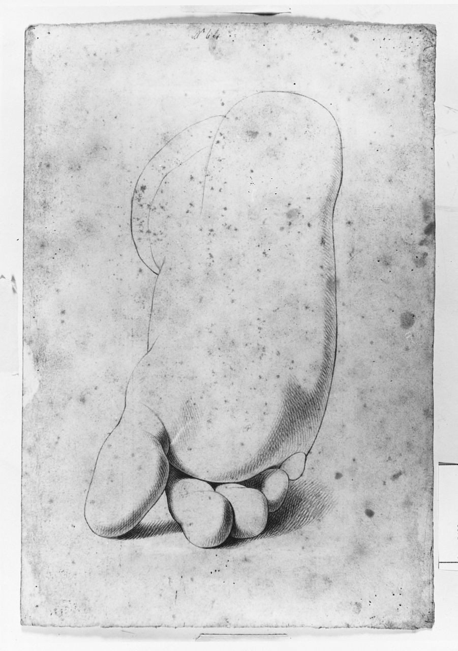 particolari anatomici (disegno) di Saltini Pietro (terzo quarto sec. XIX)