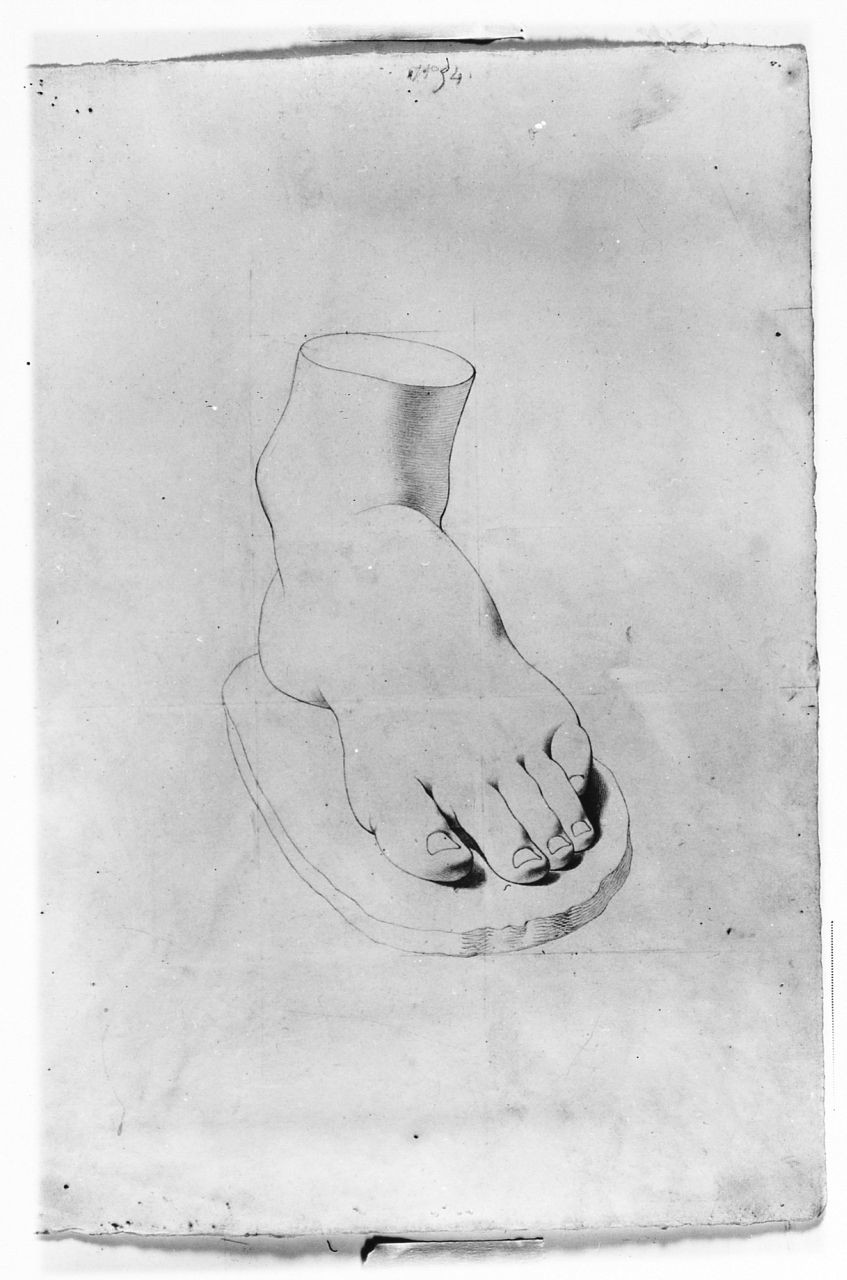 particolari anatomici (disegno) di Saltini Pietro (terzo quarto sec. XIX)