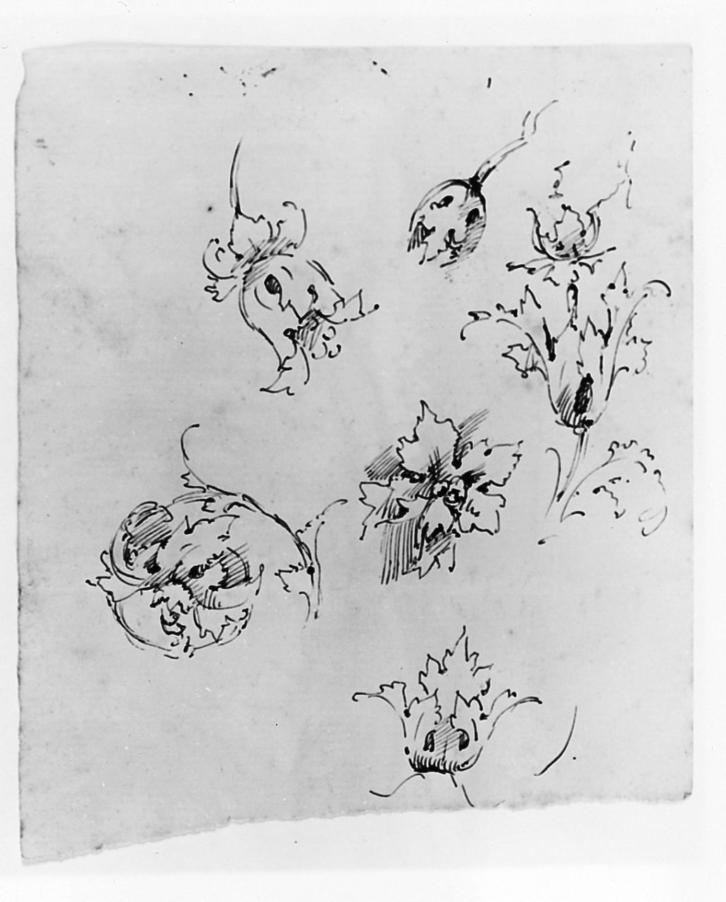 motivi decorativi a foglie d'acanto (disegno) di Ancillotti Torello (ultimo quarto sec. XIX)