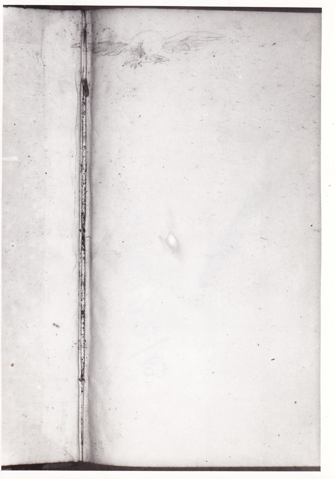 Uccello in volo (disegno) di Bezzuoli Giuseppe (sec. XIX)