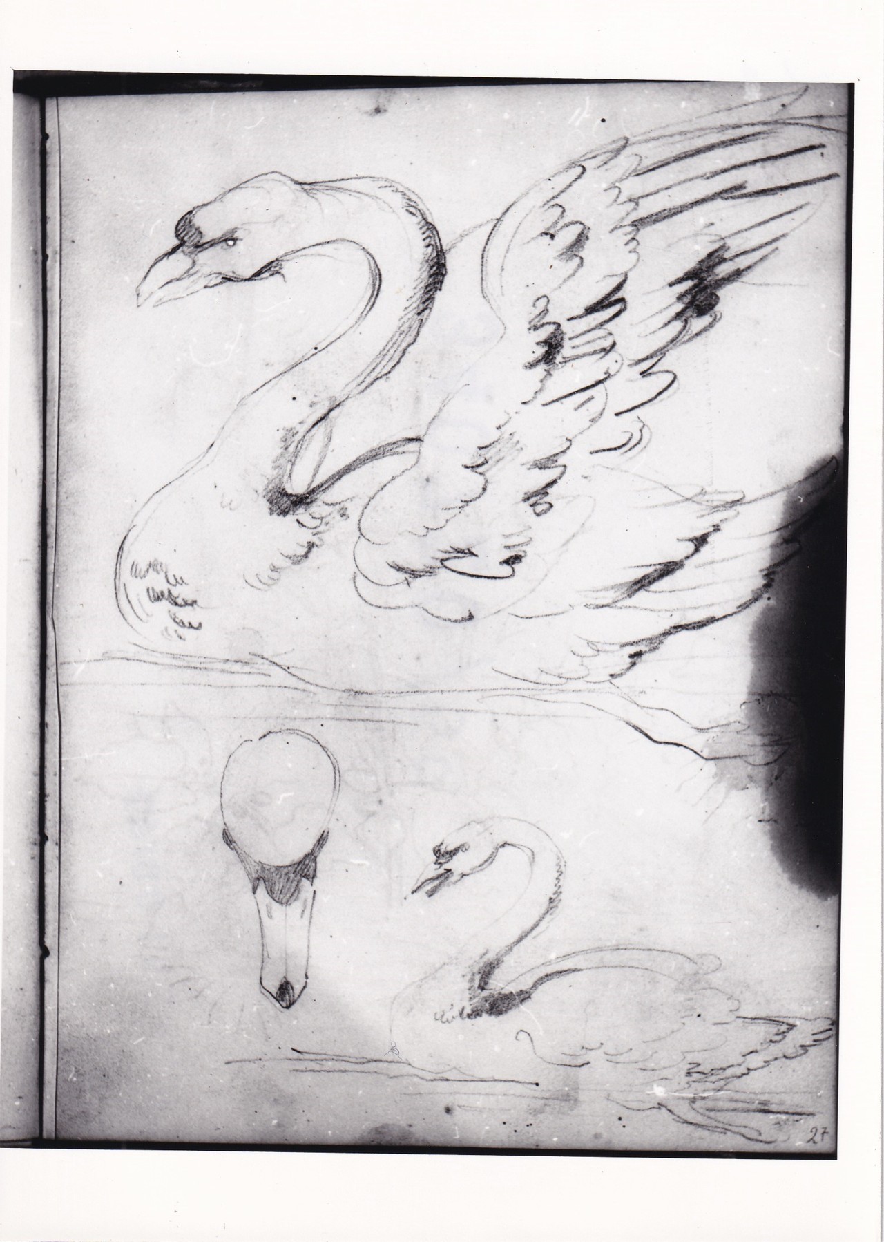 Due studi di cigno, Studi con cespugli di piante e donna seduta (disegno) di Bezzuoli Giuseppe (sec. XIX)