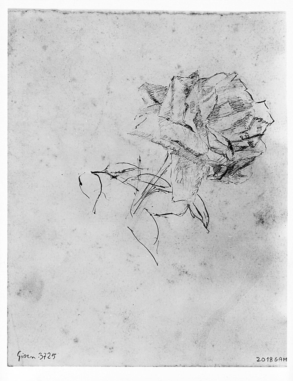figura femminile (r.), fiore (v.) (disegno) di Chaplin Elisabeth (sec. XX)