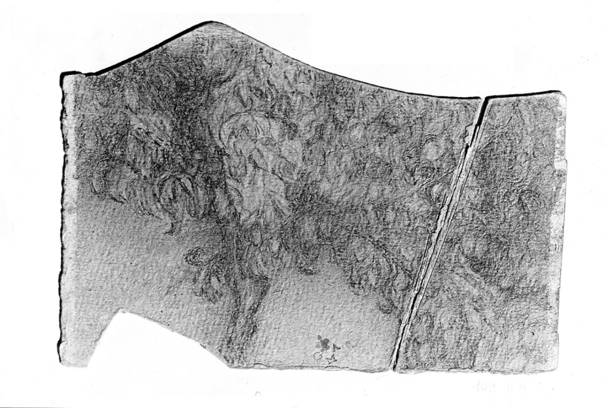 albero (disegno) di Boncinelli Evaristo (sec. XX)