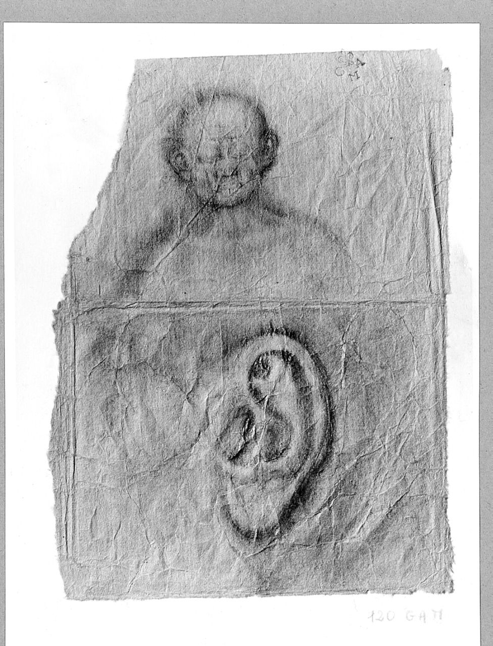 particolari anatomici (disegno) di Boncinelli Evaristo (sec. XX)