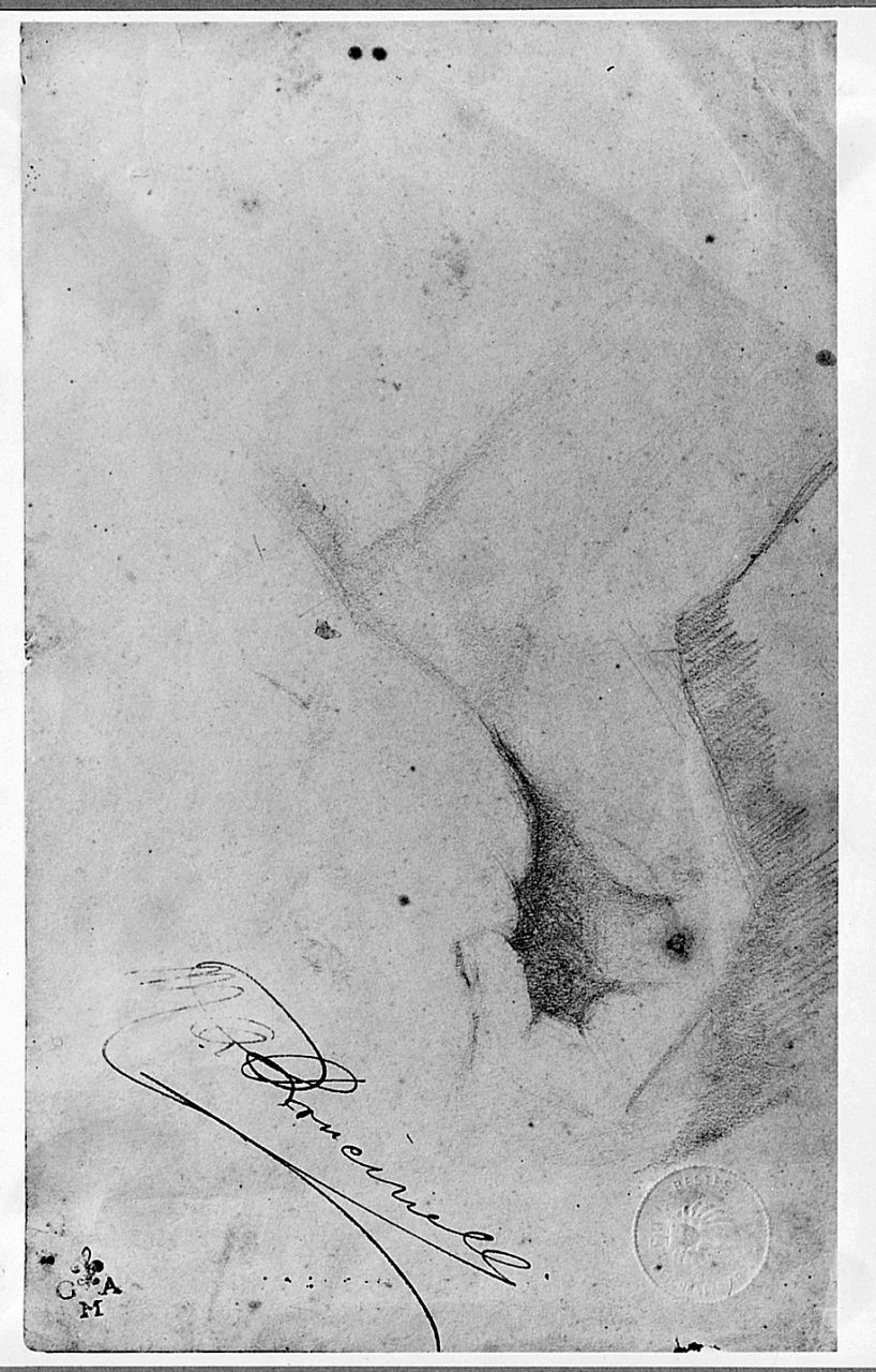 particolari anatomici (disegno) di Boncinelli Evaristo (sec. XX)