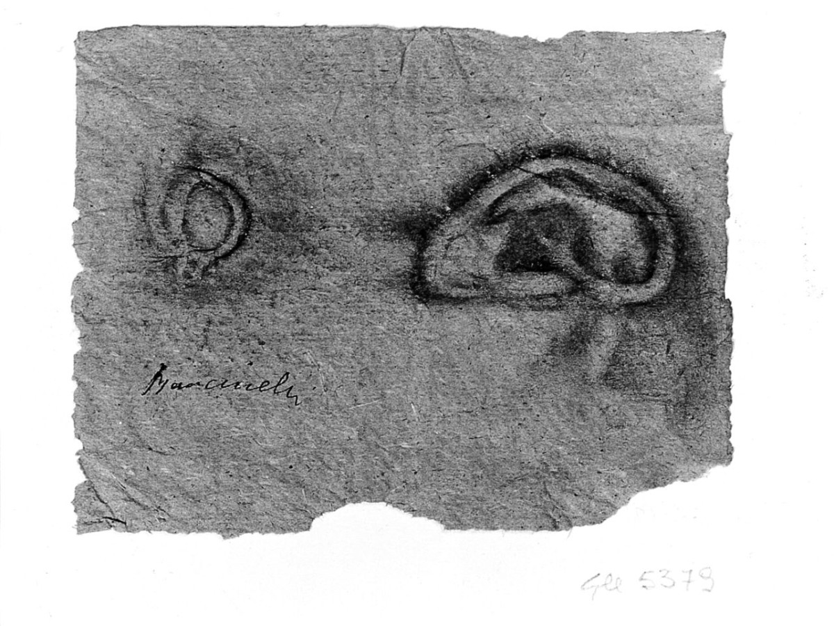 particolari anatomici (disegno) di Boncinelli Evaristo (sec. XX)