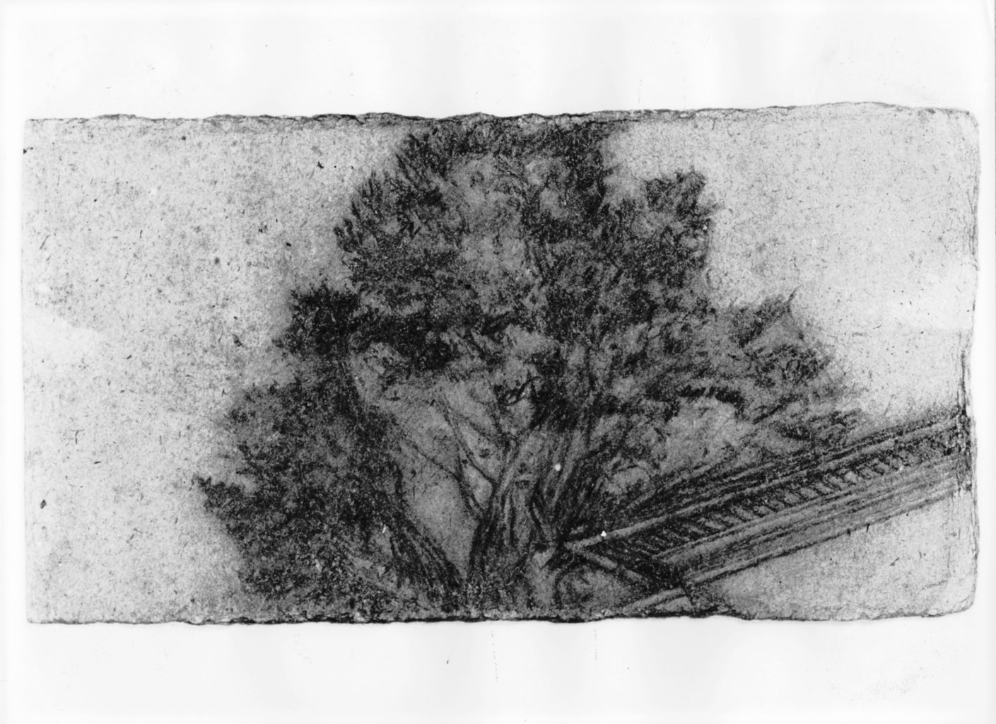 albero (disegno) di Boncinelli Evaristo (sec. XX)