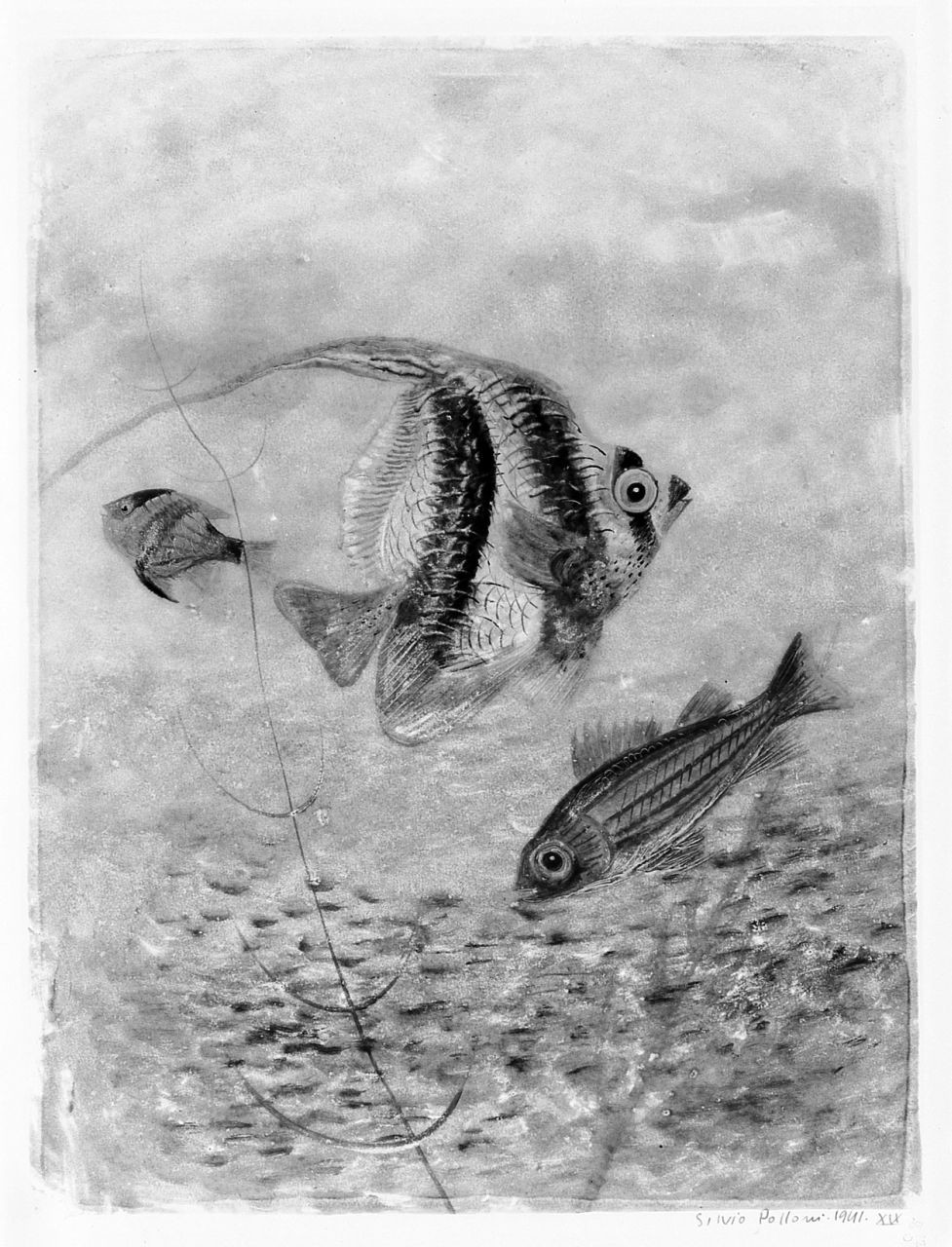 pesci (stampa) di Polloni Silvio (sec. XX)