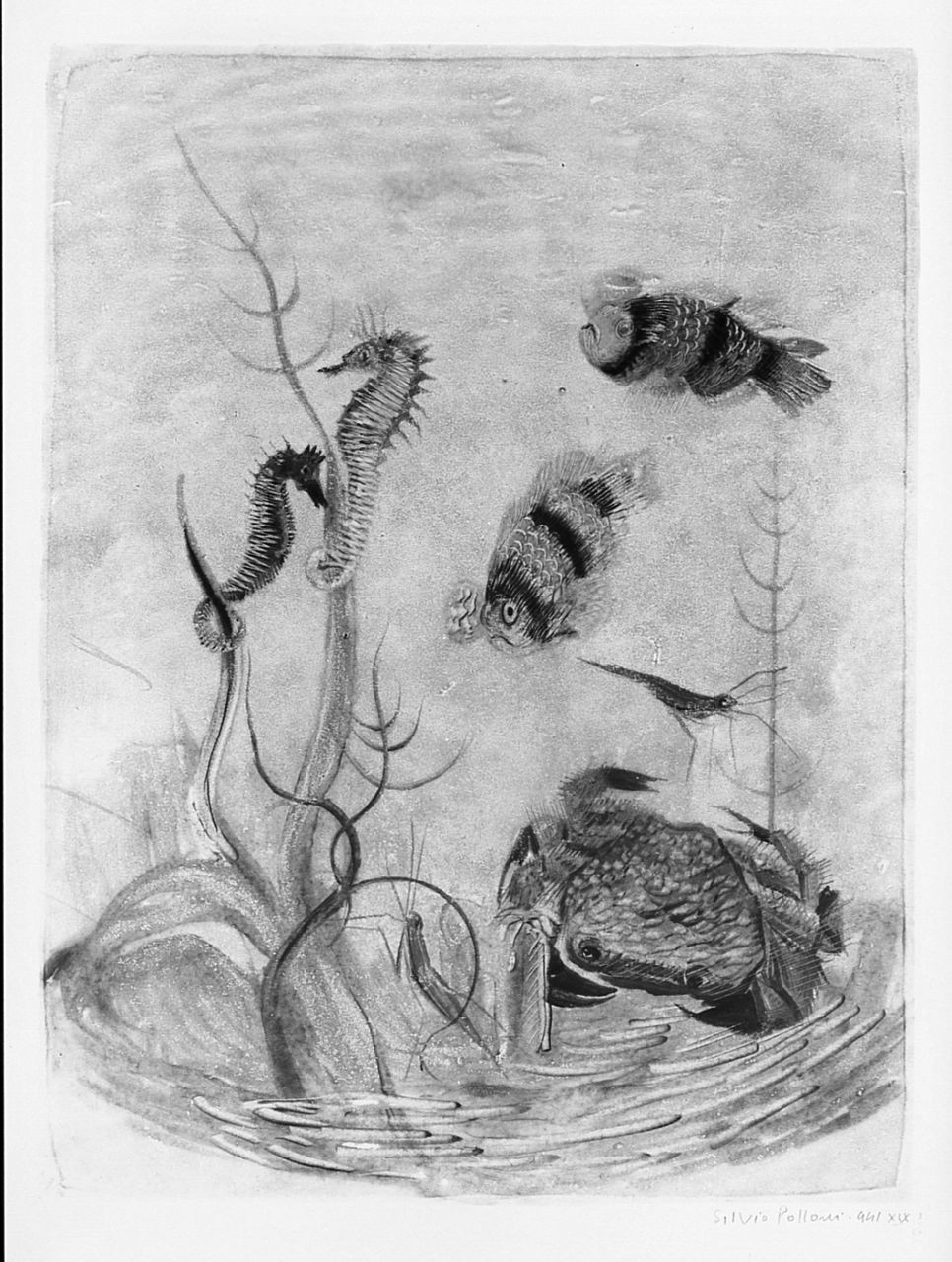 pesci (stampa) di Polloni Silvio (sec. XX)