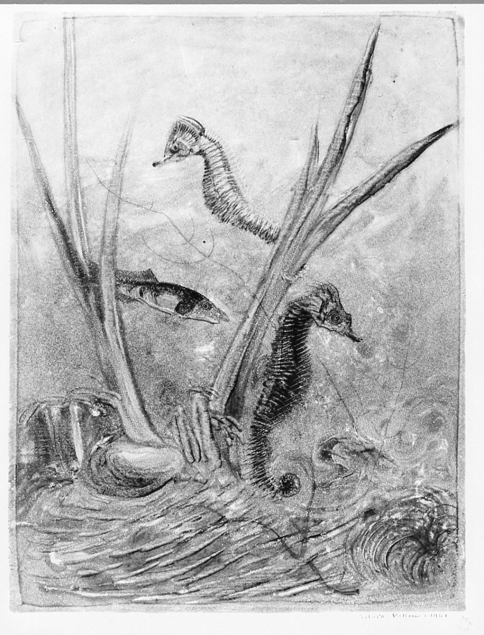 pesce (stampa) di Polloni Silvio (sec. XX)
