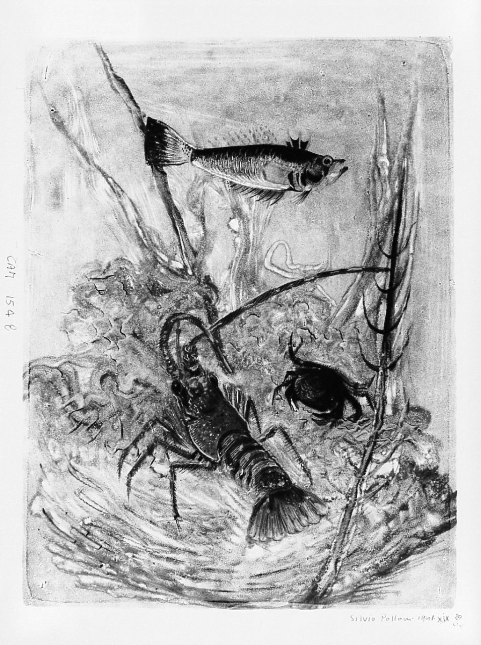 pesce (stampa) di Polloni Silvio (sec. XX)