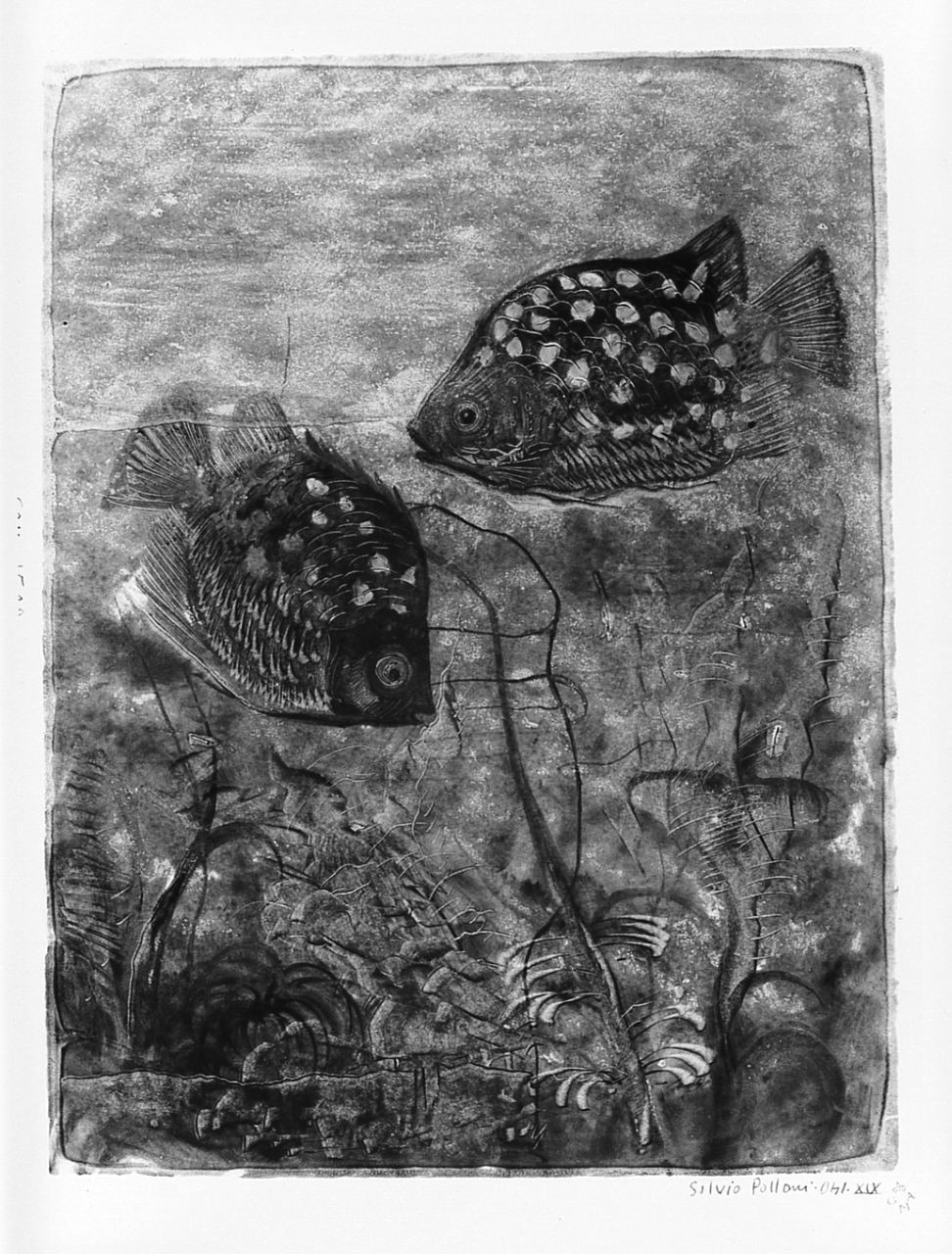 pesci (stampa) di Polloni Silvio (sec. XX)