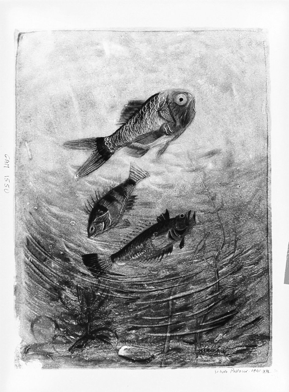 pesci (stampa) di Polloni Silvio (sec. XX)