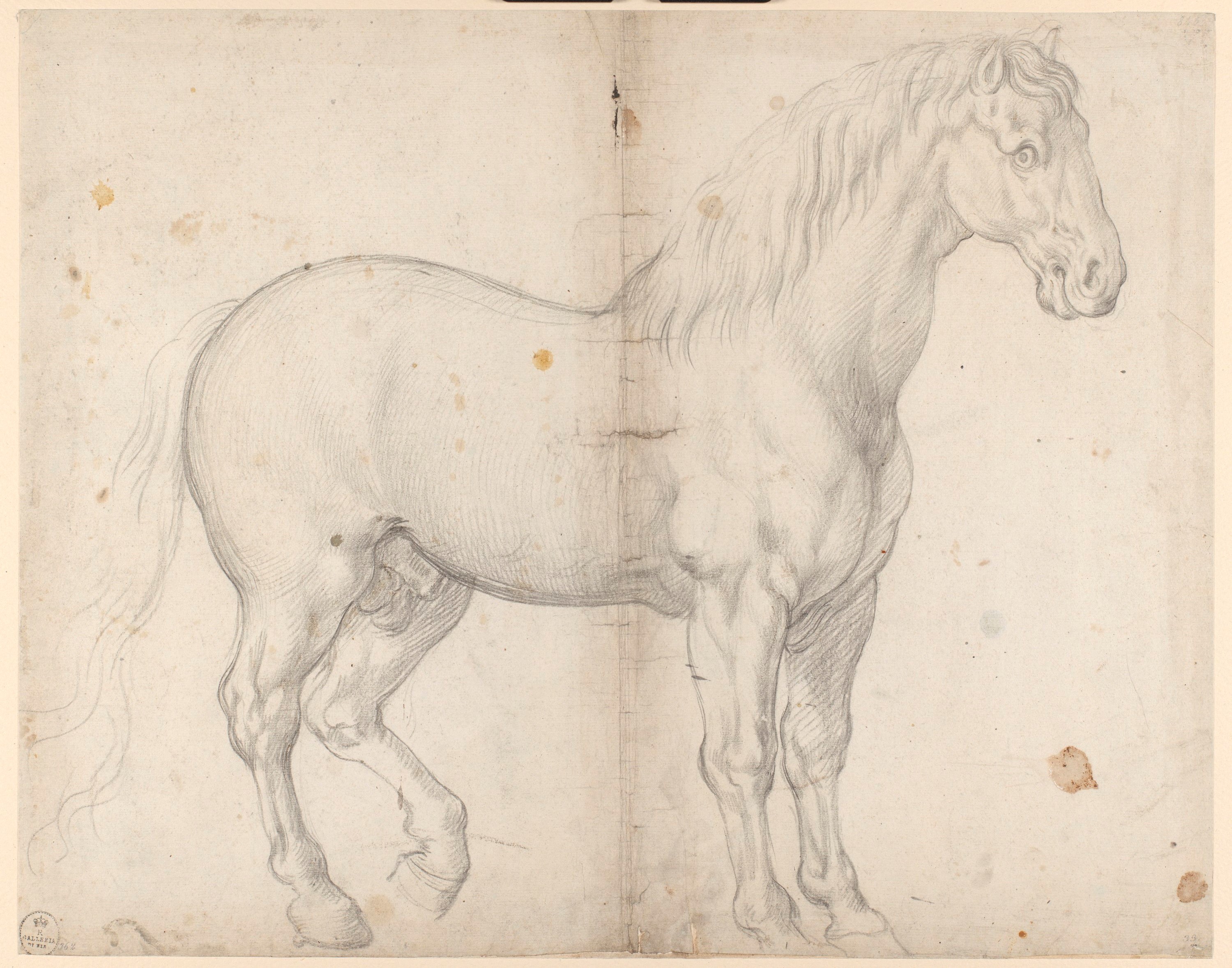 cavallo (disegno) di Allori Alessandro (ultimo quarto XVI)