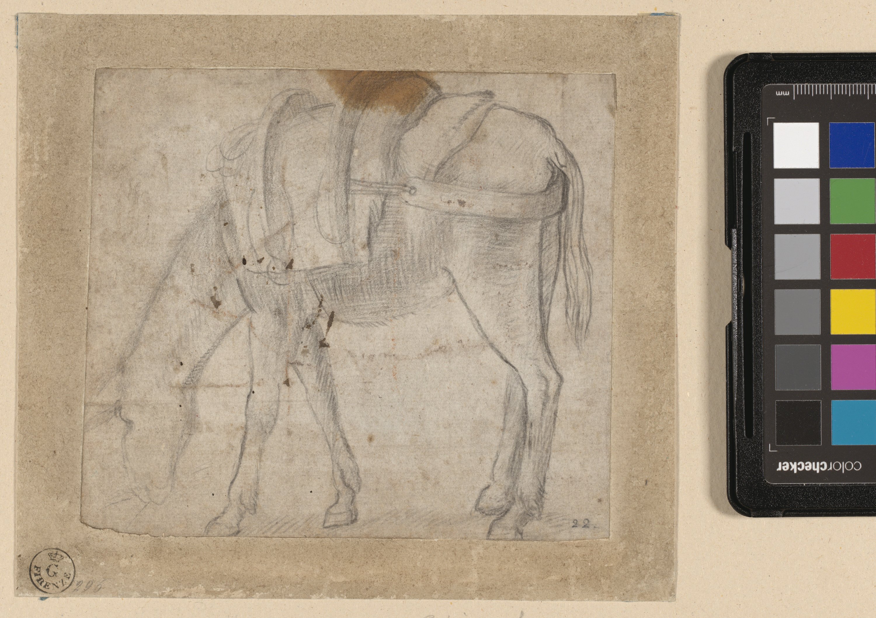 Asina (disegno) di Allori Alessandro (attribuito) (seconda metà XVI)