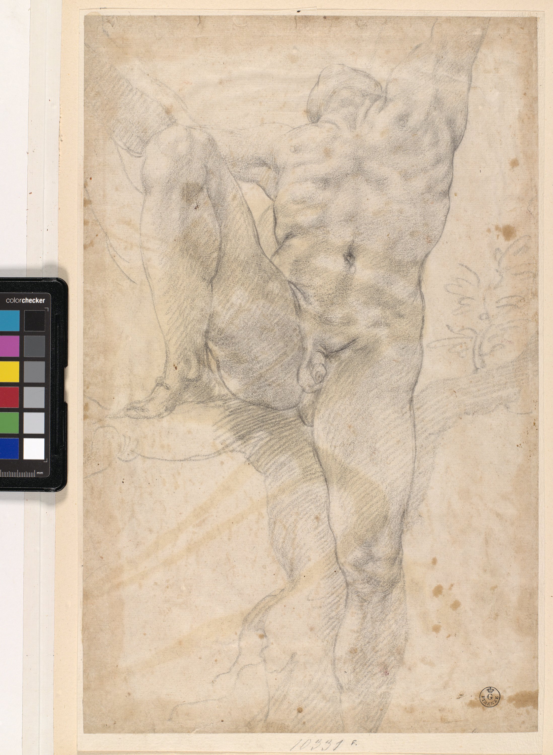 Figura maschile nuda su un albero (disegno) di Allori Alessandro (ultimo quarto sec. XVI)