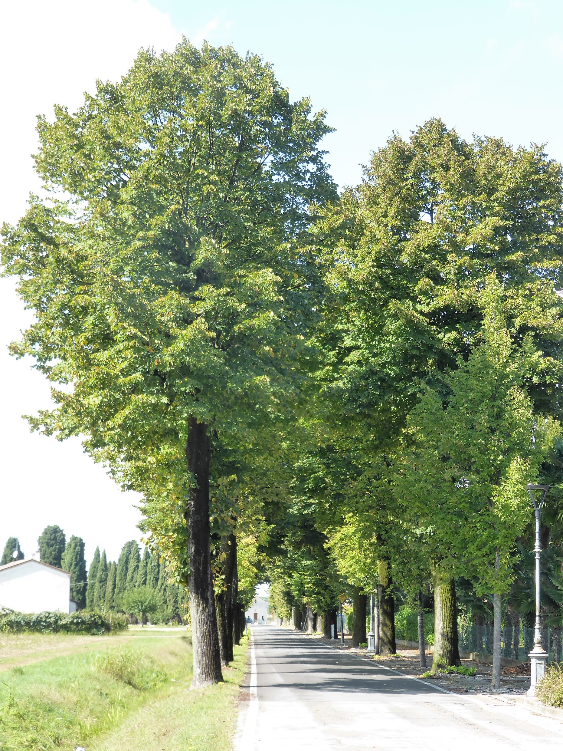 Viale della Rimembranza di San Polo di Piave (viale, commemorativo ai caduti della prima guerra mondiale) - San Polo di Piave (TV) 