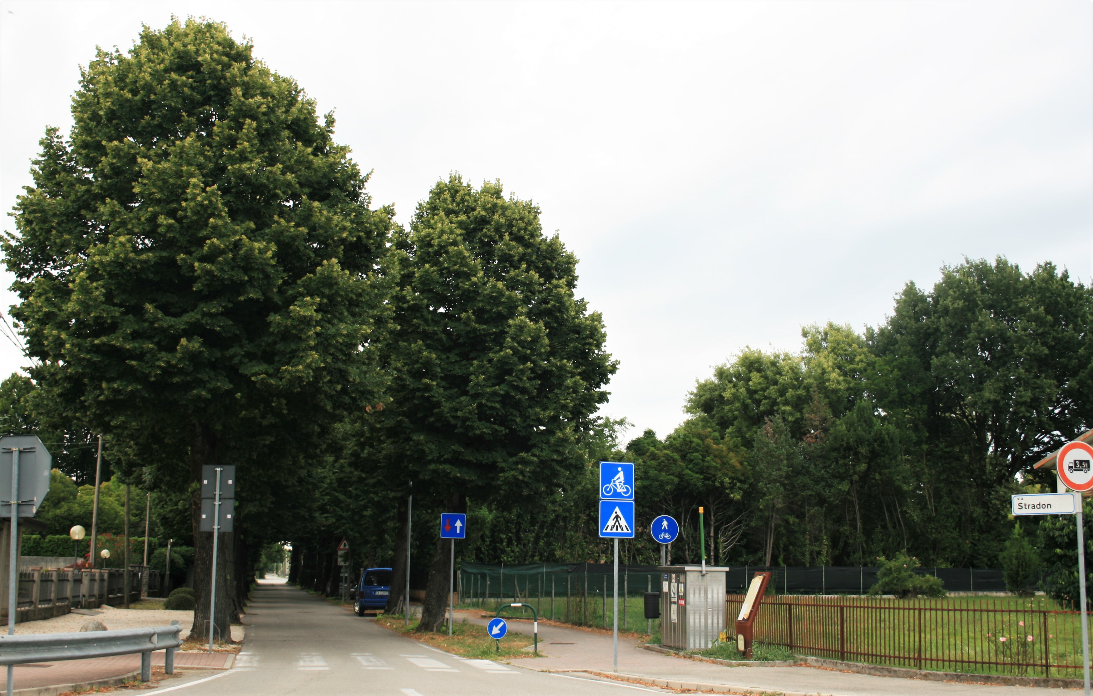 Viale della Rimembranza di San Michele delle Badesse (viale, commemorativo ai caduti della prima guerra mondiale) - Borgoricco (PD) 