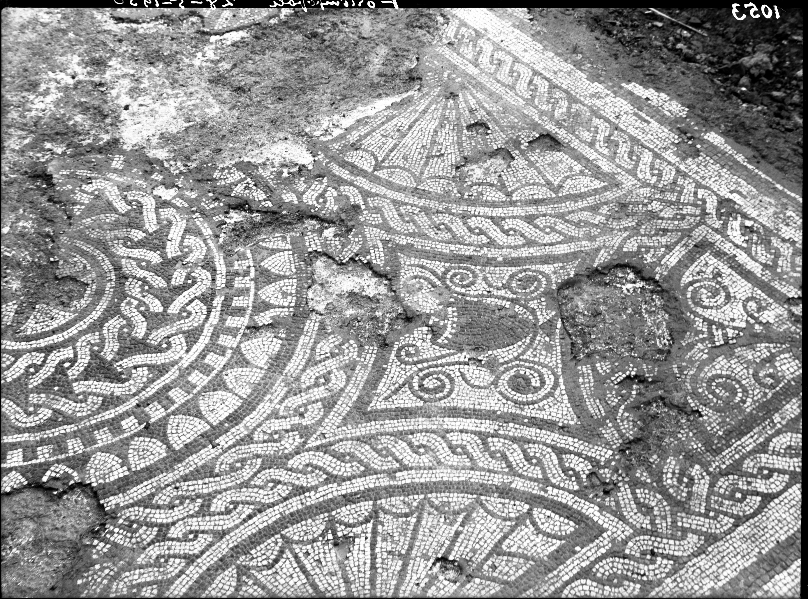 Forlimpopoli. Scavi (lastra) di Anonimo (prima metà XX)