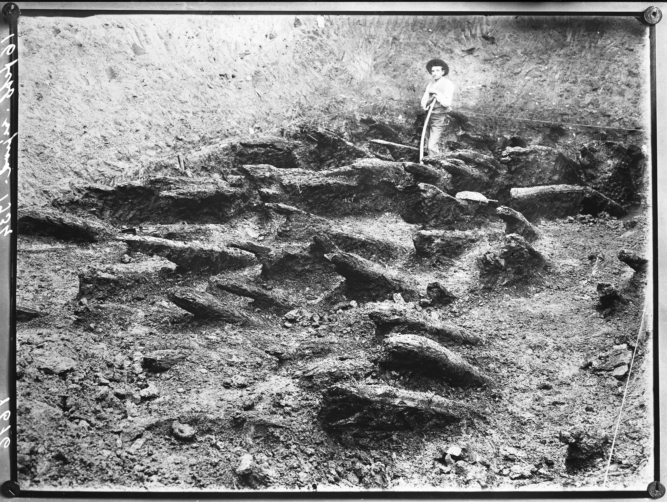 Parma? (lastra) di Anonimo (prima metà XX)