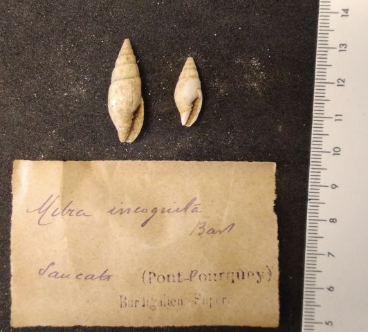 fossile (gasteropode, serie)