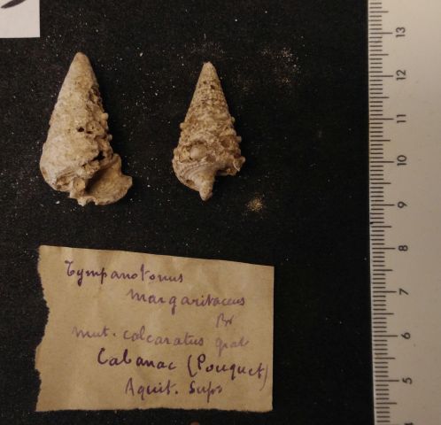 fossile (gasteropode, serie)