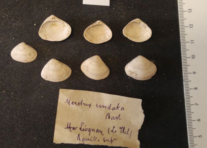 fossile (bivalve, serie)