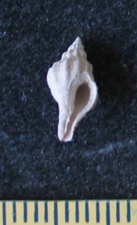 fossile (gasteropode, esemplare)