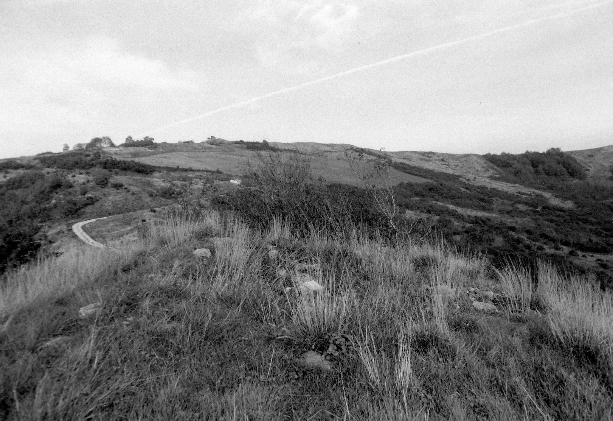 Castello di Sassonero (ruderi) (castello) - Monterenzio (BO) 