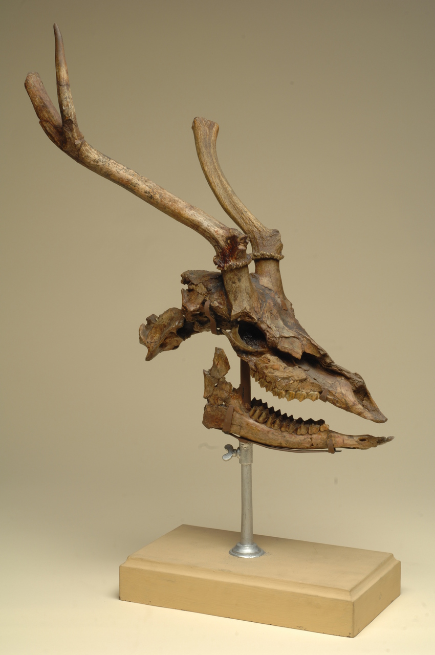 fossile (piu' elem.di un ind)