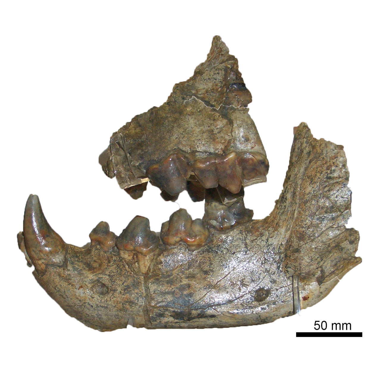 fossile (piu' elem.di un ind)