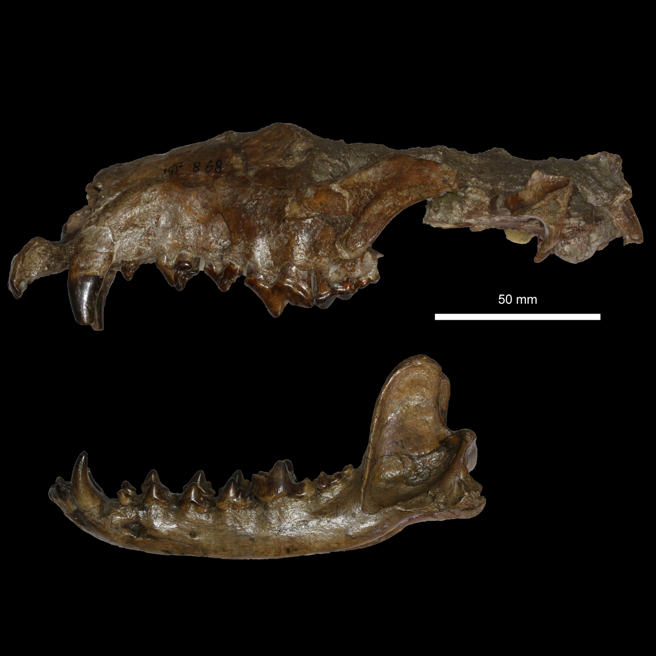 fossile (piu' elem.di un ind)