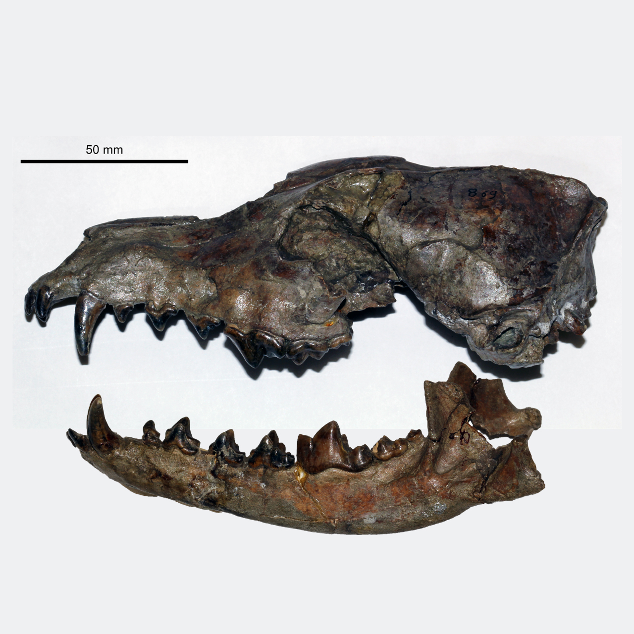 fossile (piu' elem.di un ind)