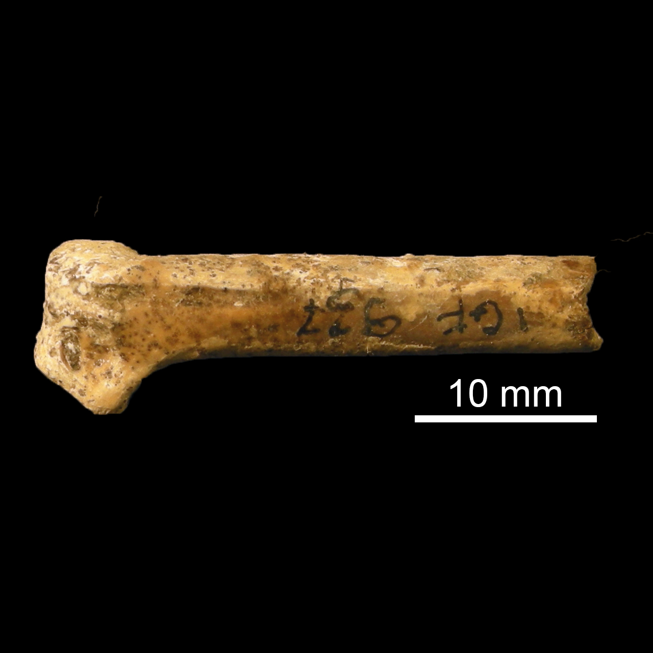 fossile (Ulna)